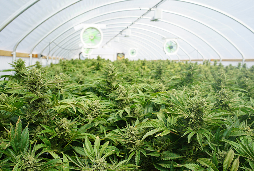 Serre de cannabis