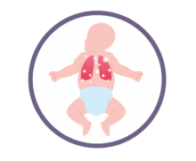 Les poumons d'un bébé
